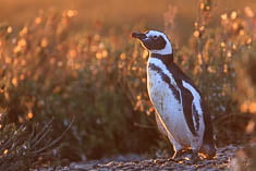 Penguins