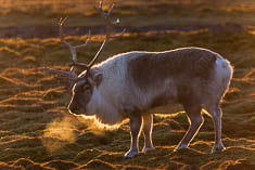 Reindeers