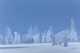 Oblepione śniegiem drzewa