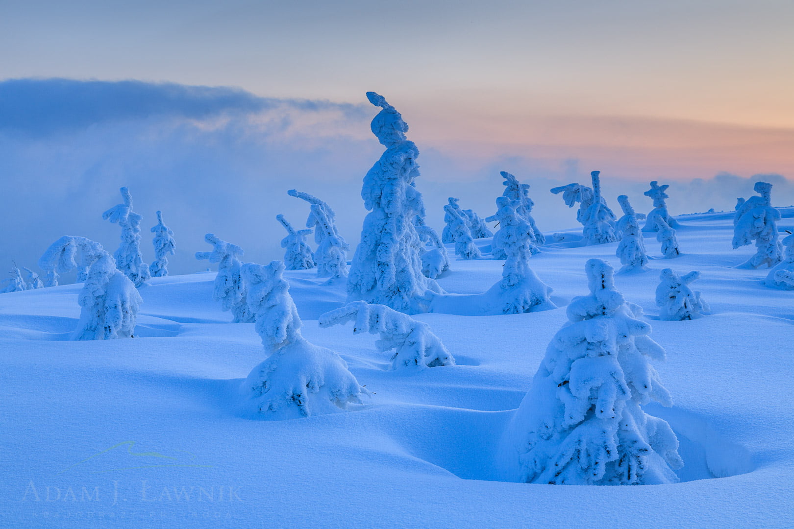 Oblepione śniegiem drzewa w Beskidzie Śląskim