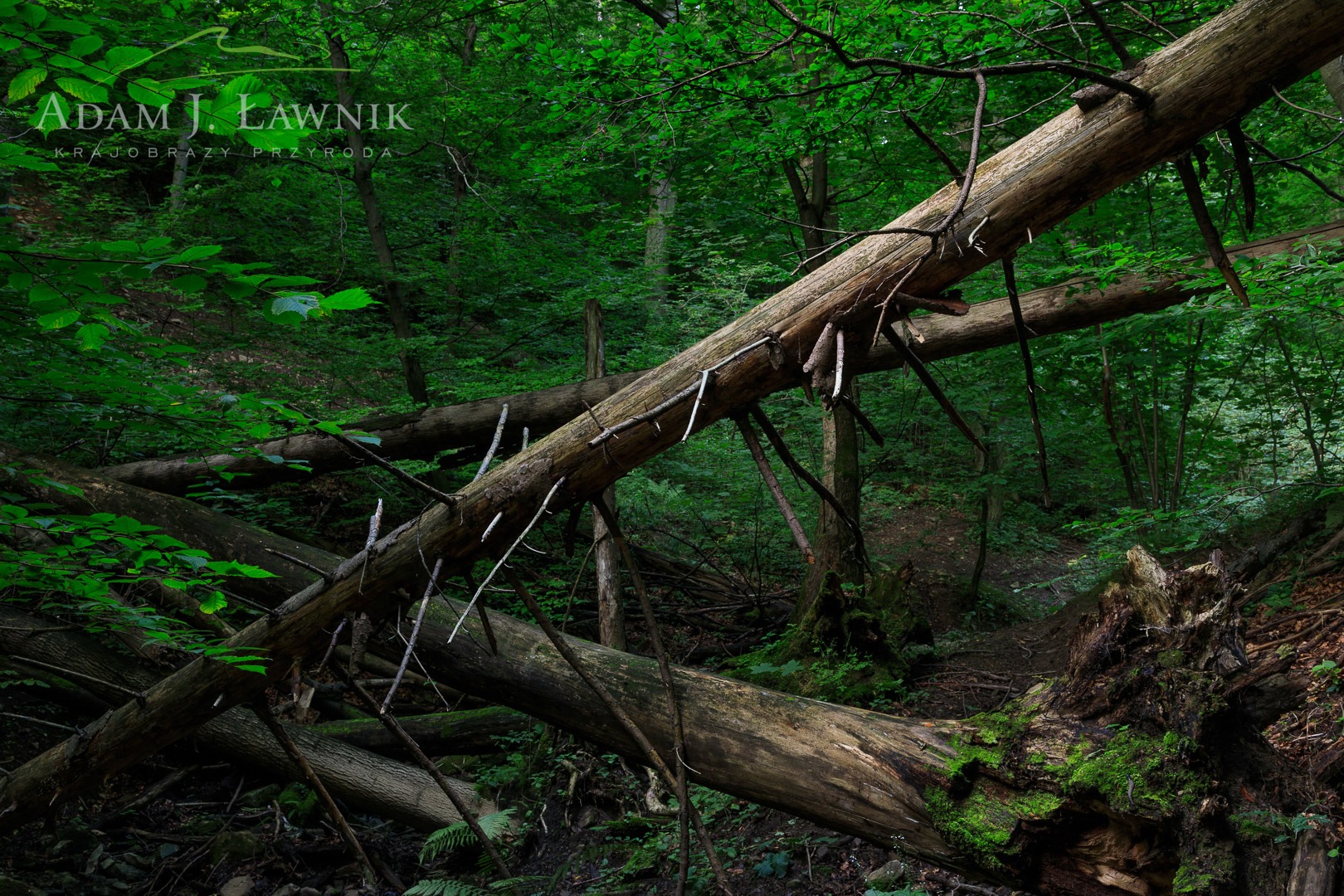 Silesian Beskids, Poland 2108-00101C