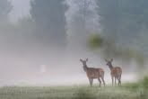 Bieszczady Mountains, Poland 1609-00694C