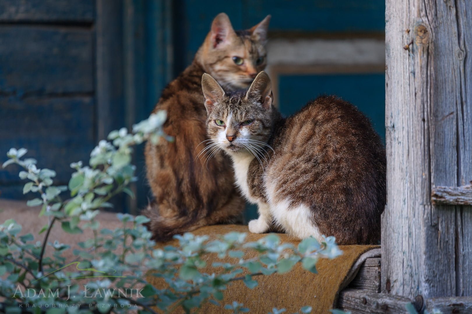 Podlachia, Poland 0908-00756C