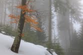 Babia Góra National Park, Poland 1702-00215C