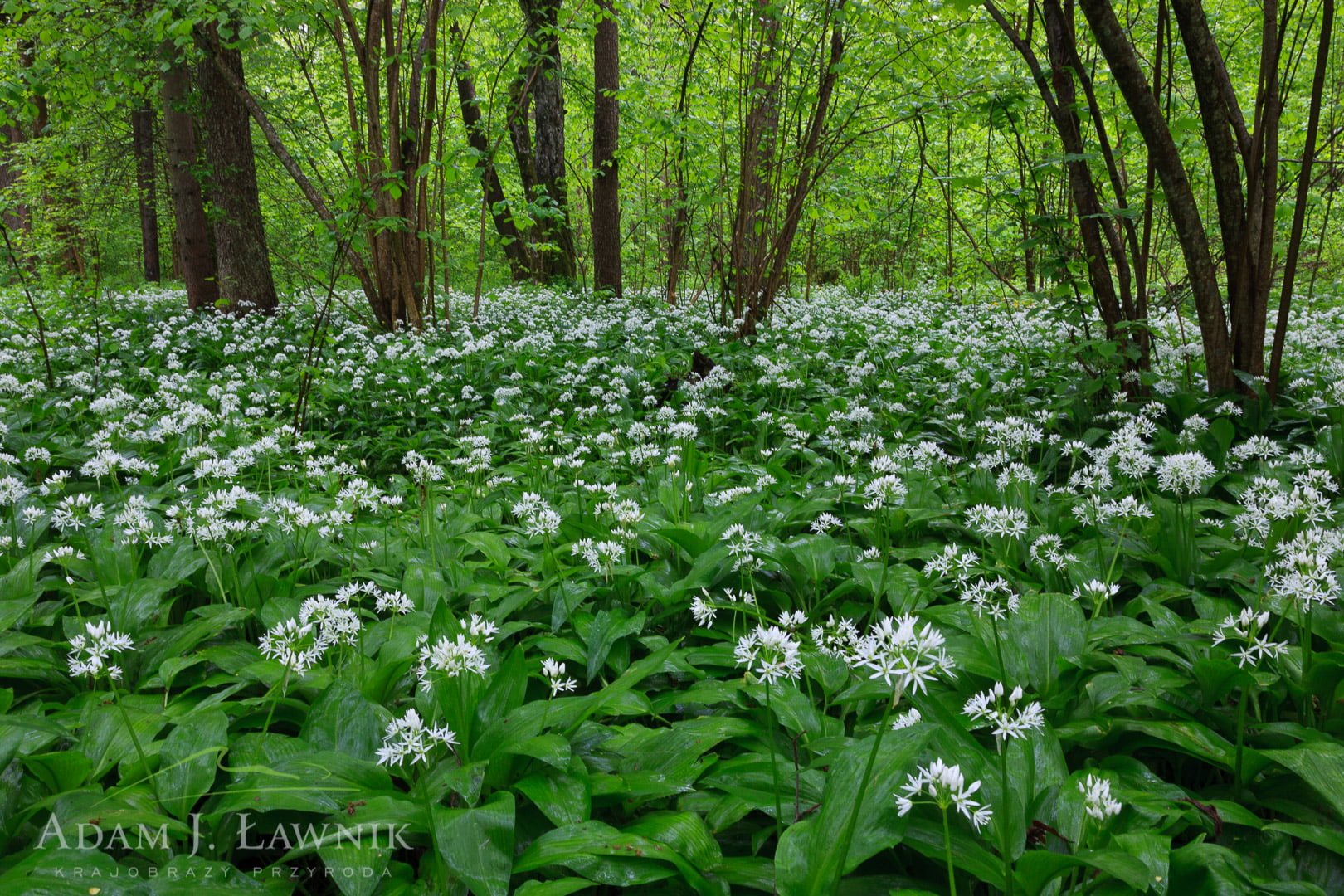 Białowieża National Park, Poland 0905-00308C