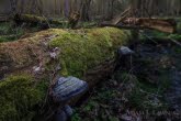 Drewno martwych drzew jest bankiem różnorodności biologicznej