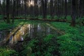 Białowieża National Park, Poland 1604-00139C