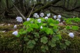 Białowieża National Park, Poland 1604-00157C