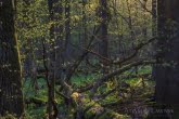 Białowieża National Park, Poland 1604-00161C