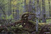 Białowieża National Park, Poland 1604-00162C