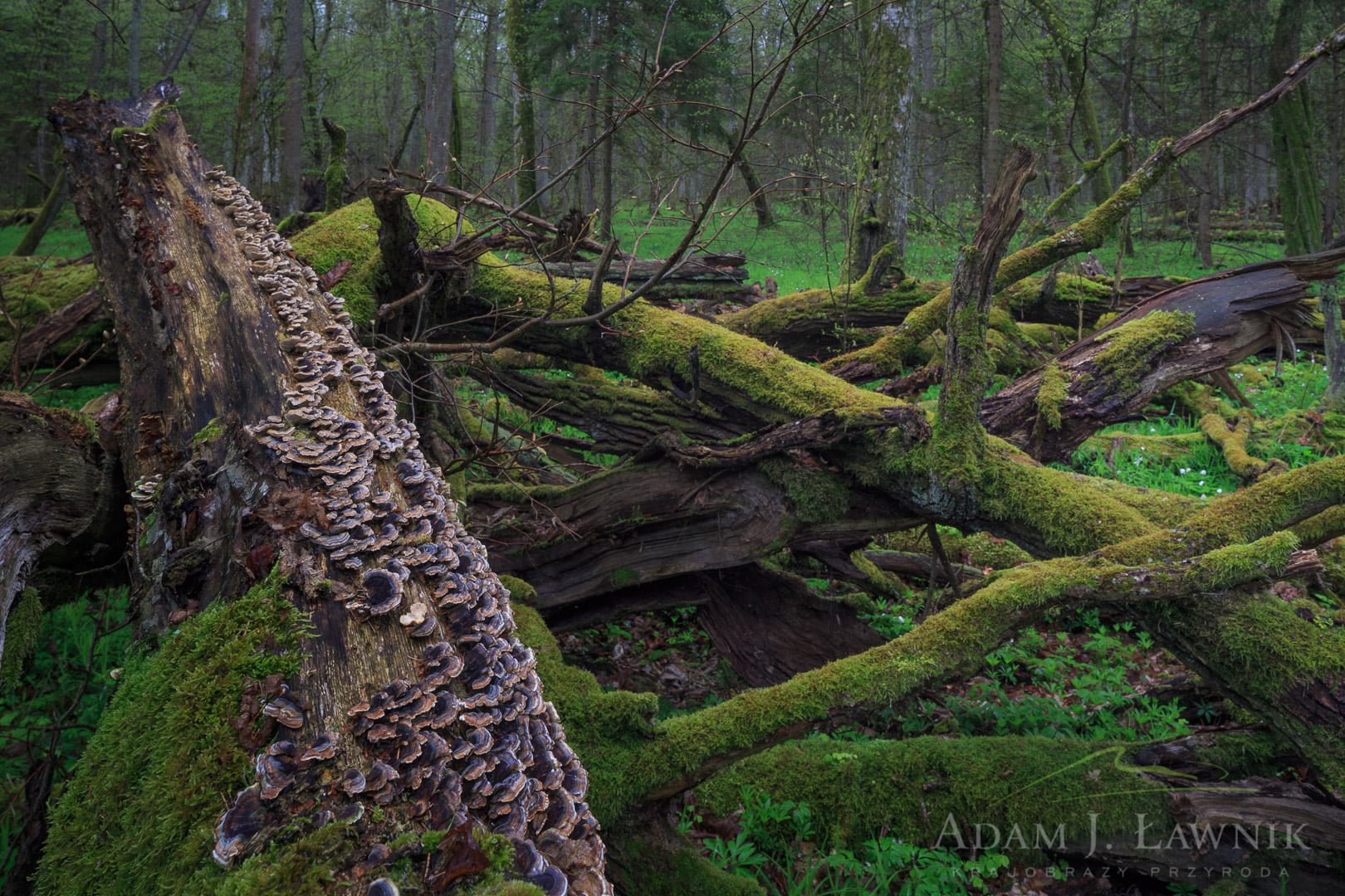 Martwe drzewo w Białowieskim Parku Narodowym