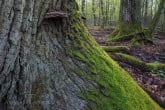 Białowieża National Park, Poland 1604-00218C