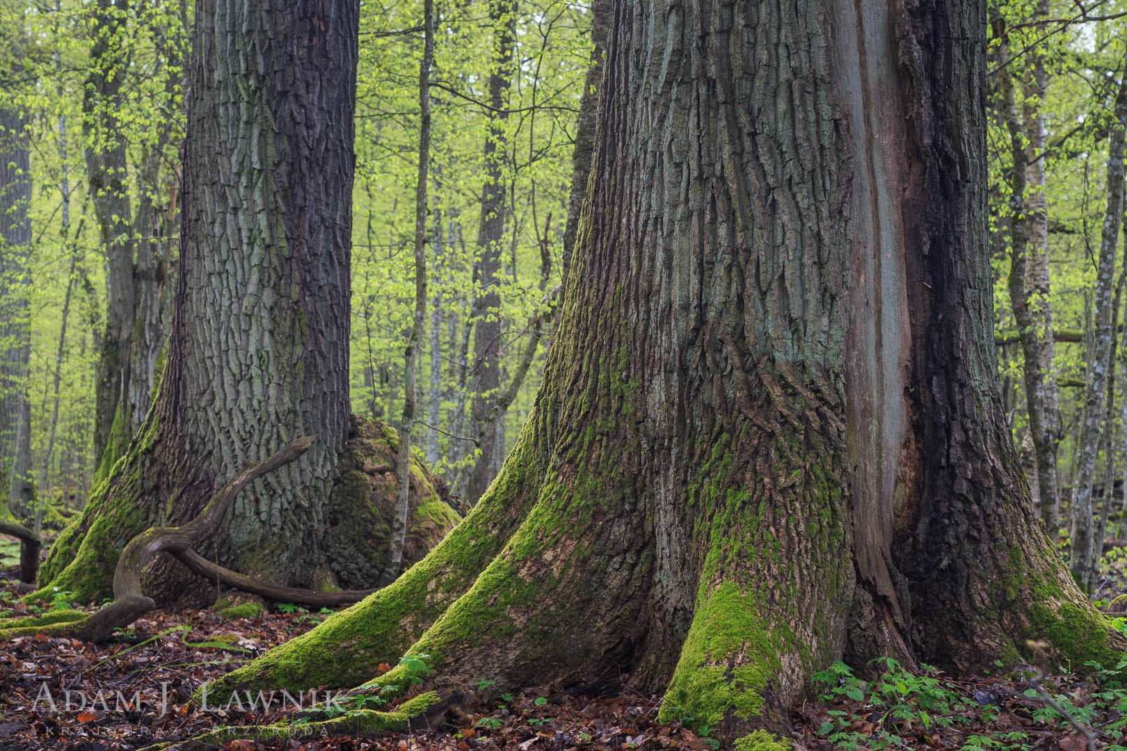 Białowieża National Park, Poland 1604-00219C