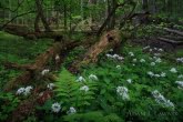 Białowieża National Park, Poland 1605-00287C