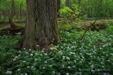 Białowieża National Park, Poland 1605-00290C