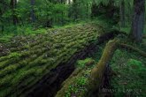 Białowieża National Park, Poland 1605-00294C