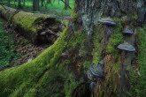 Białowieża National Park, Poland 1605-00297C