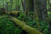 Białowieża National Park, Poland 1605-00305C