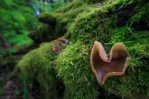 Białowieża National Park, Poland 1605-00314C