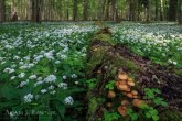 Białowieża National Park, Poland 1605-00316C