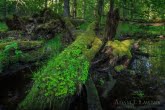 Białowieża National Park, Poland 1605-00319C