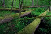 Białowieża National Park, Poland 1605-00323C