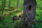 Białowieża National Park, Poland 1605-00324C