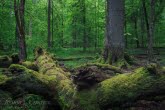 Białowieża National Park, Poland 1605-00331C