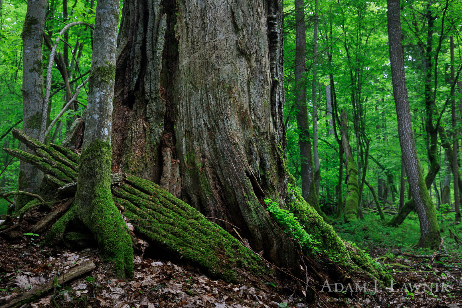 Martwe drzewo w naturalnym lesie
