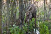 Biebrza National Park, Poland 0704-00615C