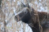 Biebrza National Park, Poland 1012-01531C