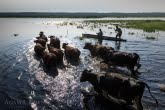 Biebrza National Park, Poland 1306-00681C