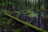 Biebrza National Park, Poland 1405-00252C