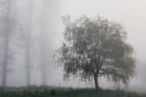 Drzewo w gęstej mgle