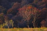 Bieszczady National Park, Poland 1010-01432C