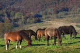 Bieszczady National Park, Poland 1010-01434C