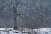 Stare drzewo podczas śnieżycy w Bieszczadzkim Parku Narodowym