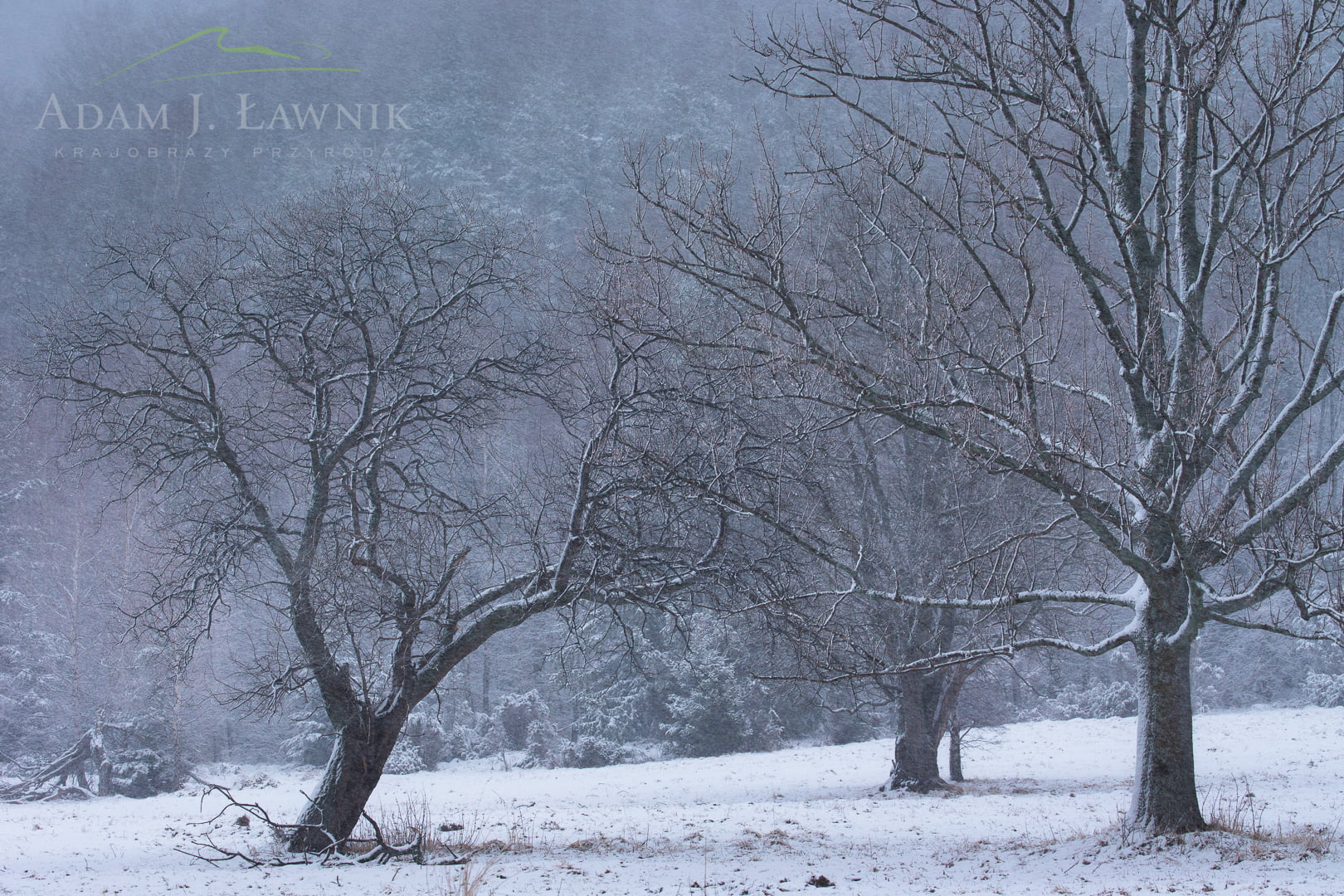 Bieszczady National Park, Poland 1503-00317C