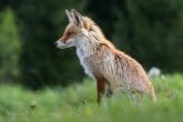 Bieszczady National Park, Poland 1505-01243C