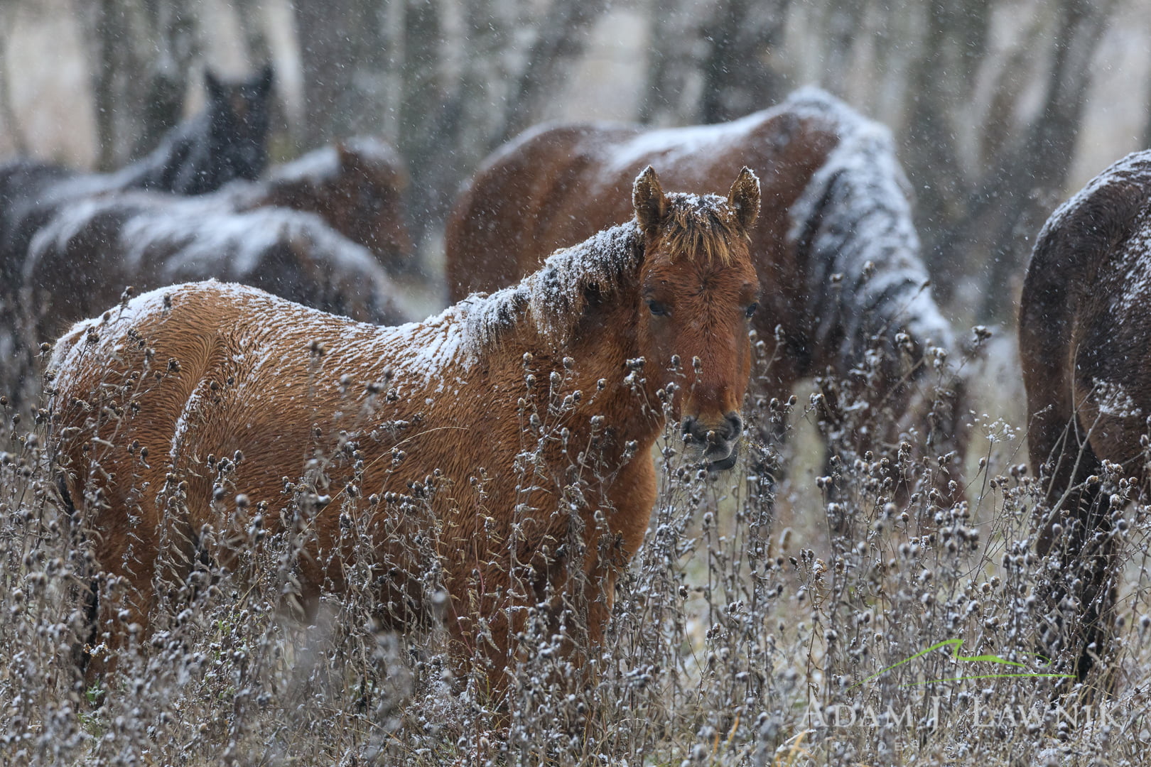 Bieszczady National Park, Poland 1810-00594C