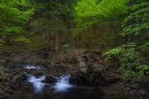 Gorce National Park, Poland 1505-00852C