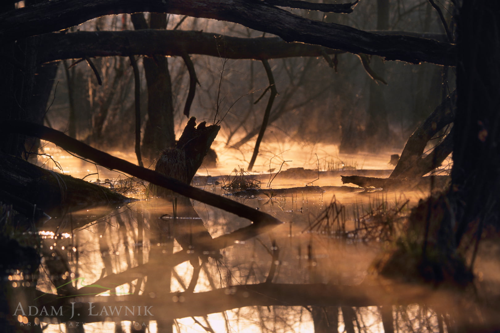 Kampinos National Park, Poland 0703-00320P