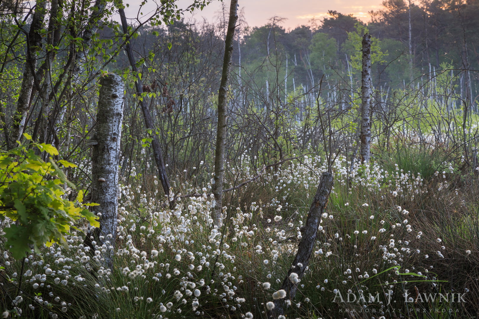 Kampinos National Park, Poland 1805-00085C