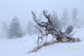 Karkonosze National Park, Poland 1402-00124C