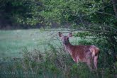 Magura National Park, Poland 1505-00544C