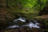 Magura National Park, Poland 1505-00558C