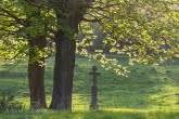 Magura National Park, Poland 1505-00561C