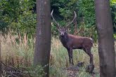 Jeleń w Magurskim Parku Narodowym