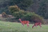 Magura National Park, Poland 1509-00905C