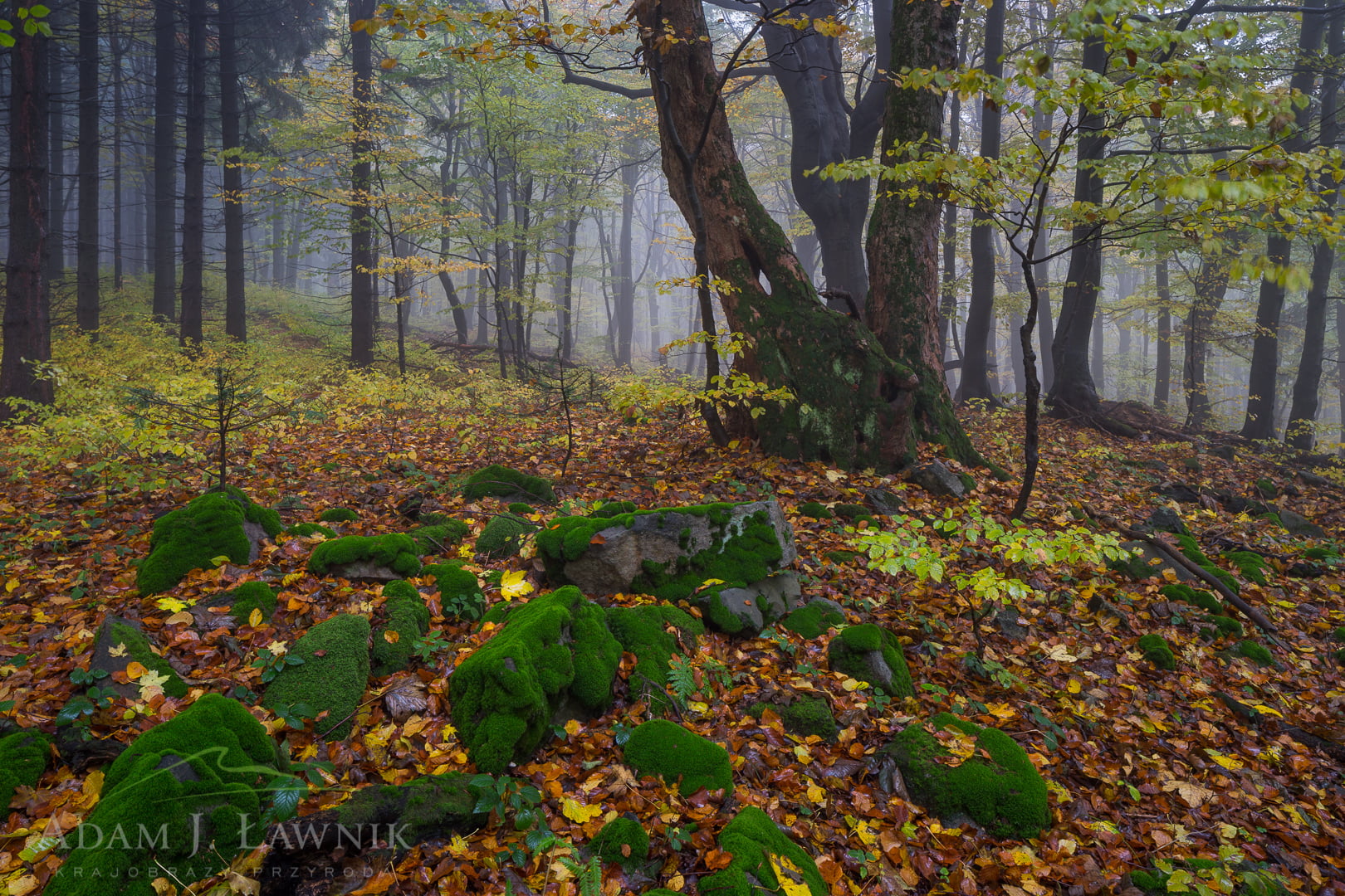 Magura National Park, Poland 1510-00914C